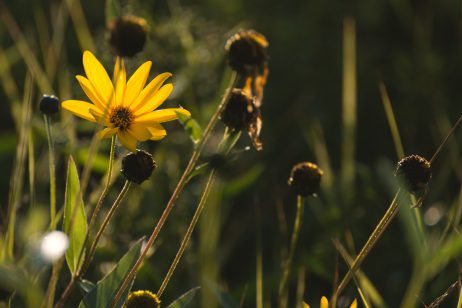 FREE IMAGE: Yellow Flower on the Meadow | Libreshot Public Domain Photos
